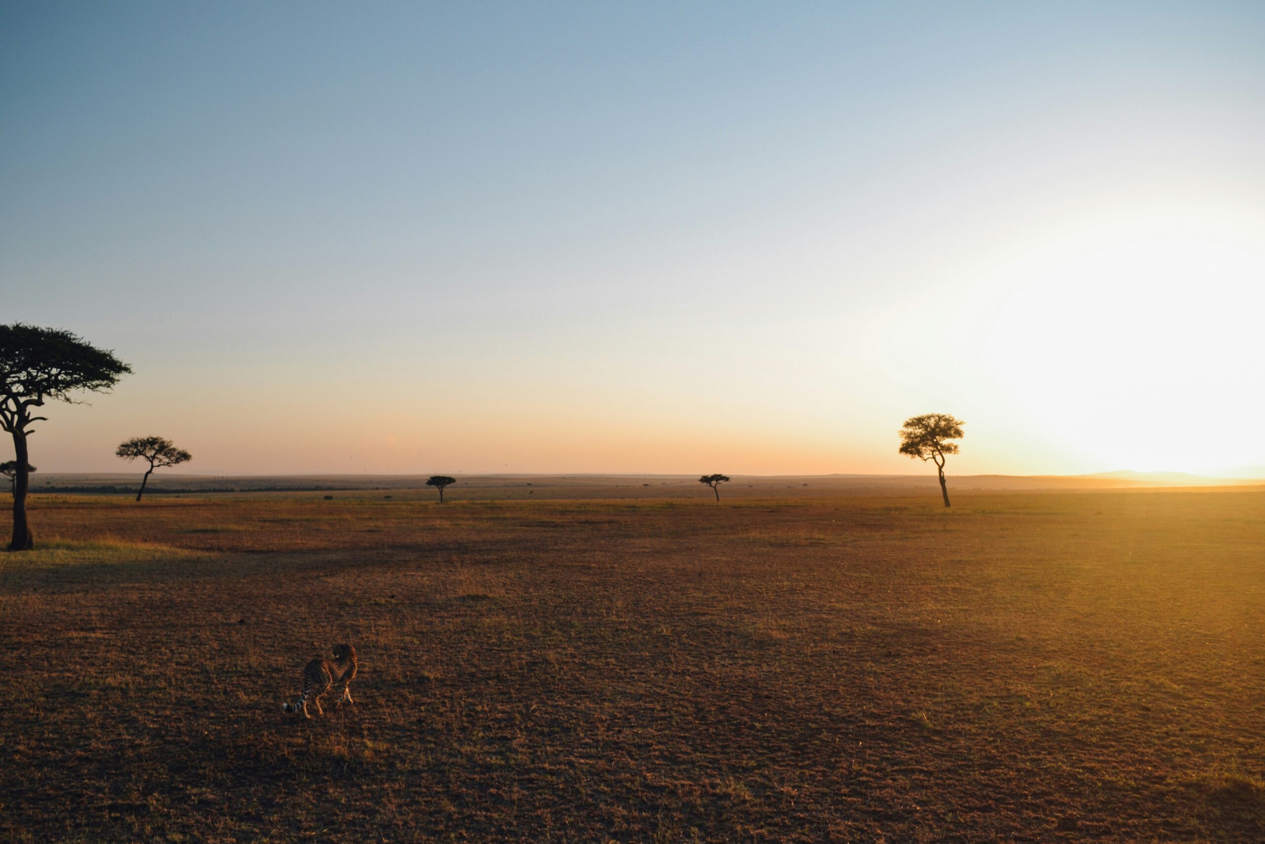 Tanzania safari landscape