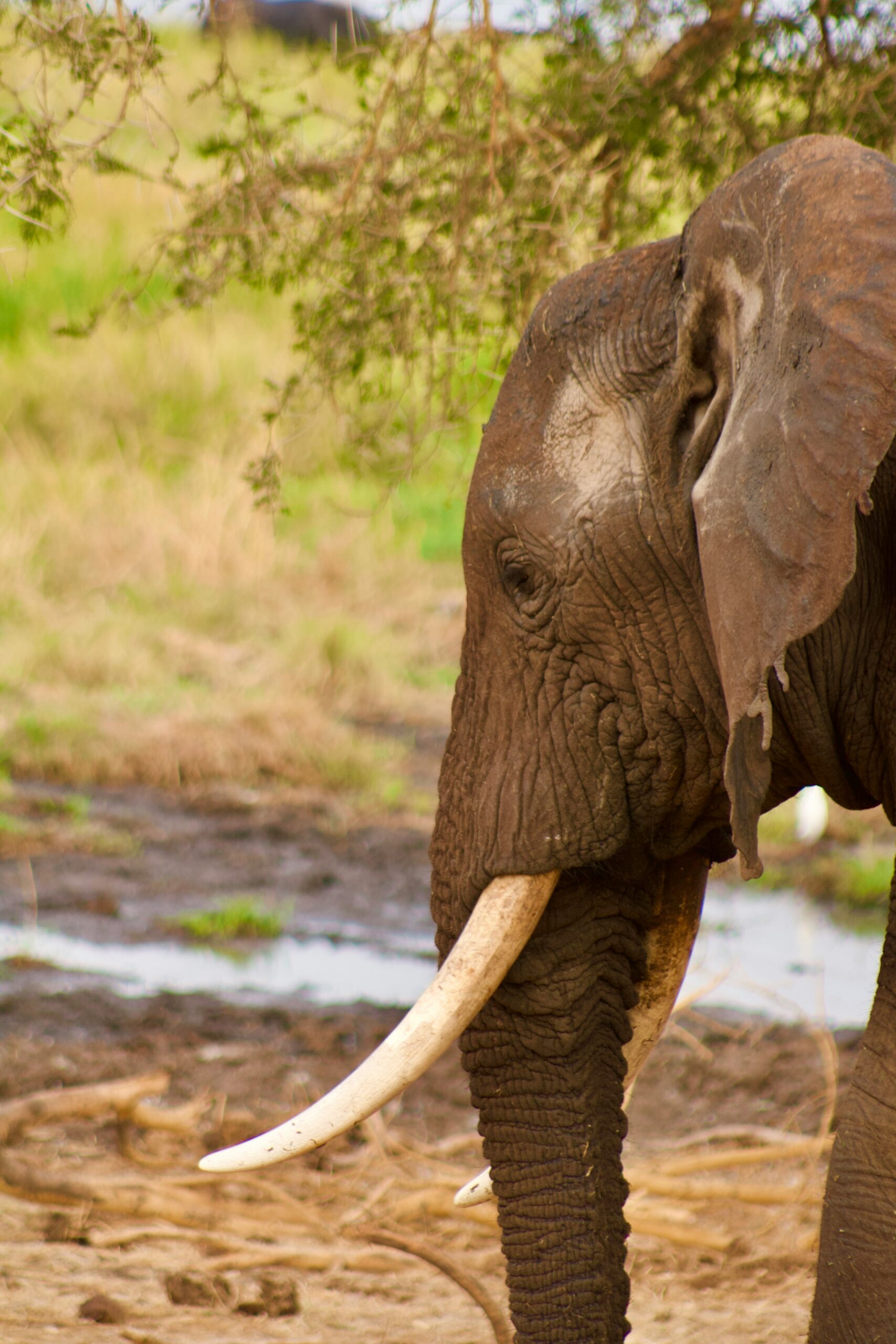 Safari experience in Tanzania