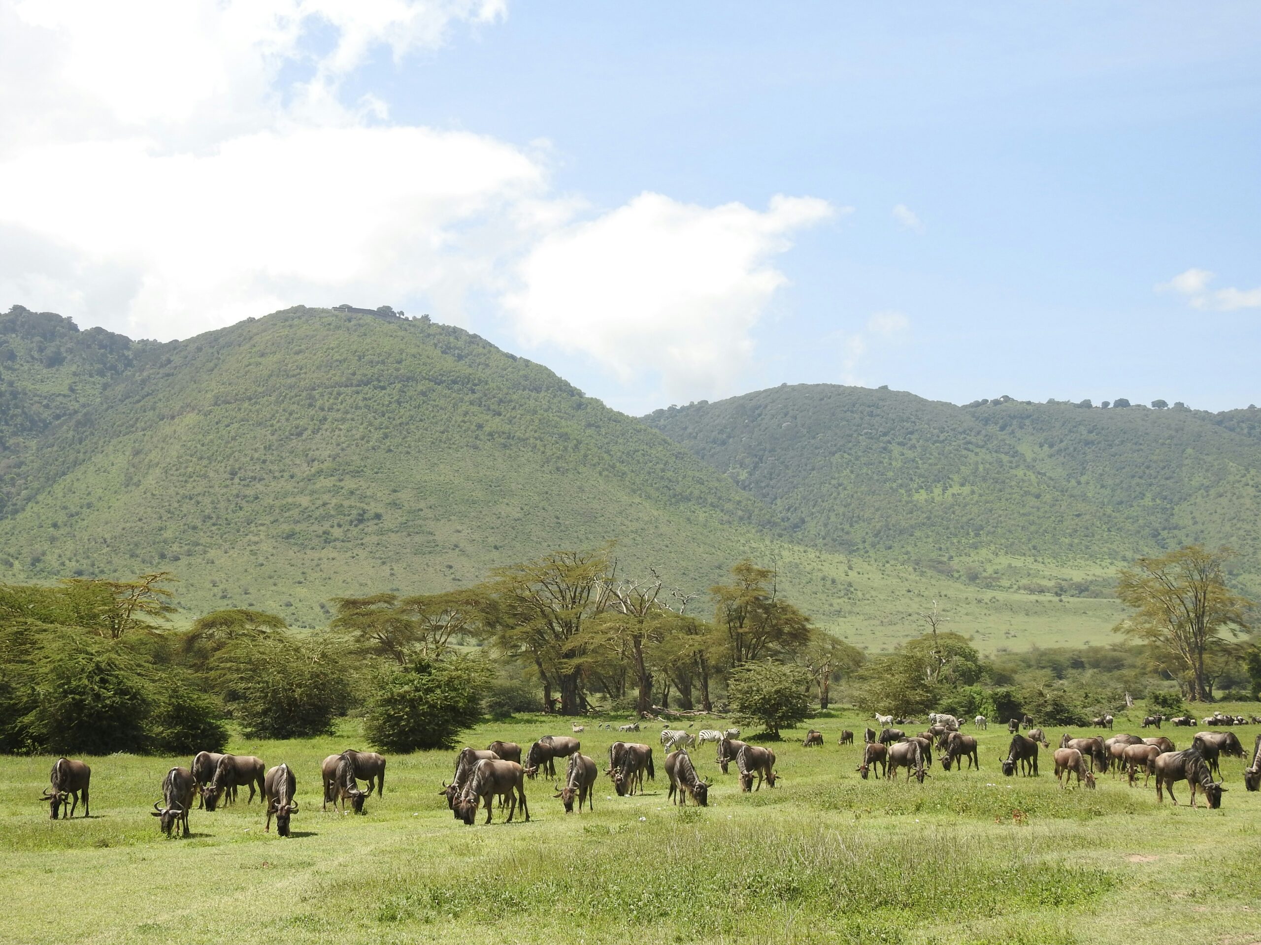 Wild Tanzania